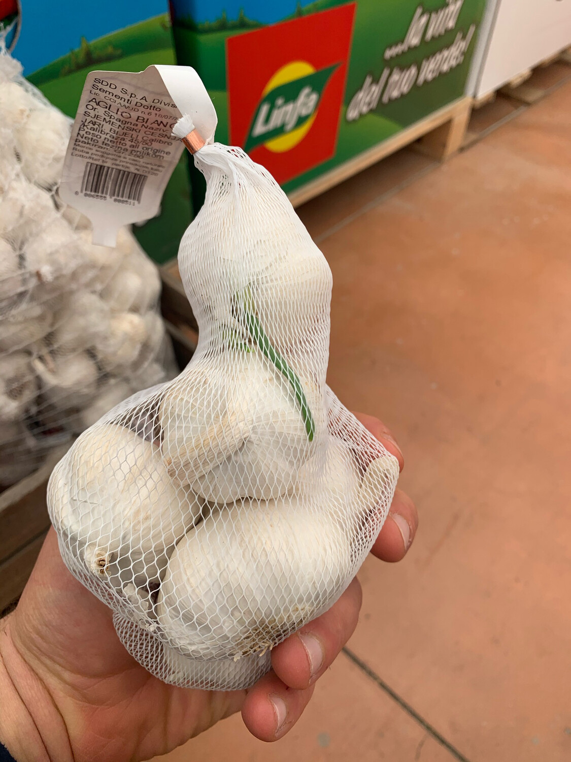 Allium sativum, Aglio Bianco da Seme - USARE DA SEME e NON DA EDIBILE 250grammi Allium sativum, Aglio Bianco da Seme - USARE DA SEME e NON DA EDIBILE 250grammi