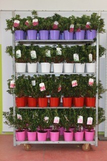 Azalea japonica - vaso Ø23 cm, chioma 40-45 cm