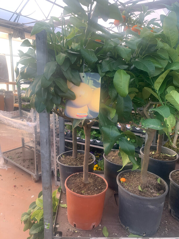 Bergamotto, Citrus Bergamia - vaso Ø21, h 70-80 cm