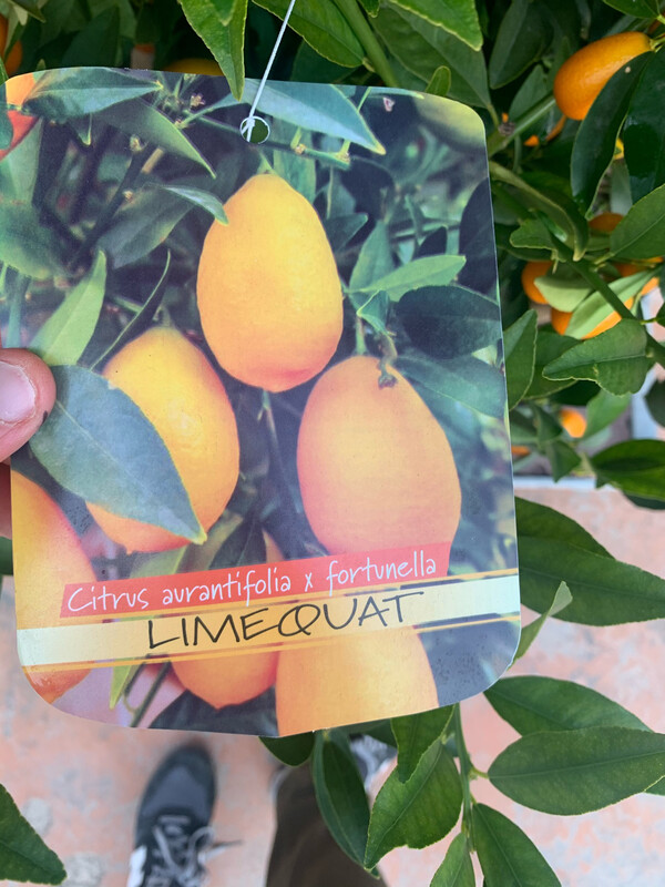 Citrus aurantifolia x Fortunella, Limequat - vaso Ø21 cm