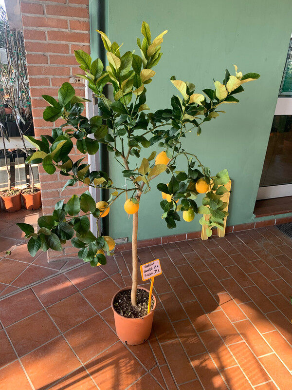 Limone, Citrus Limon, Cusano 4 stagioni - vaso Ø22 cm, h 100 cm