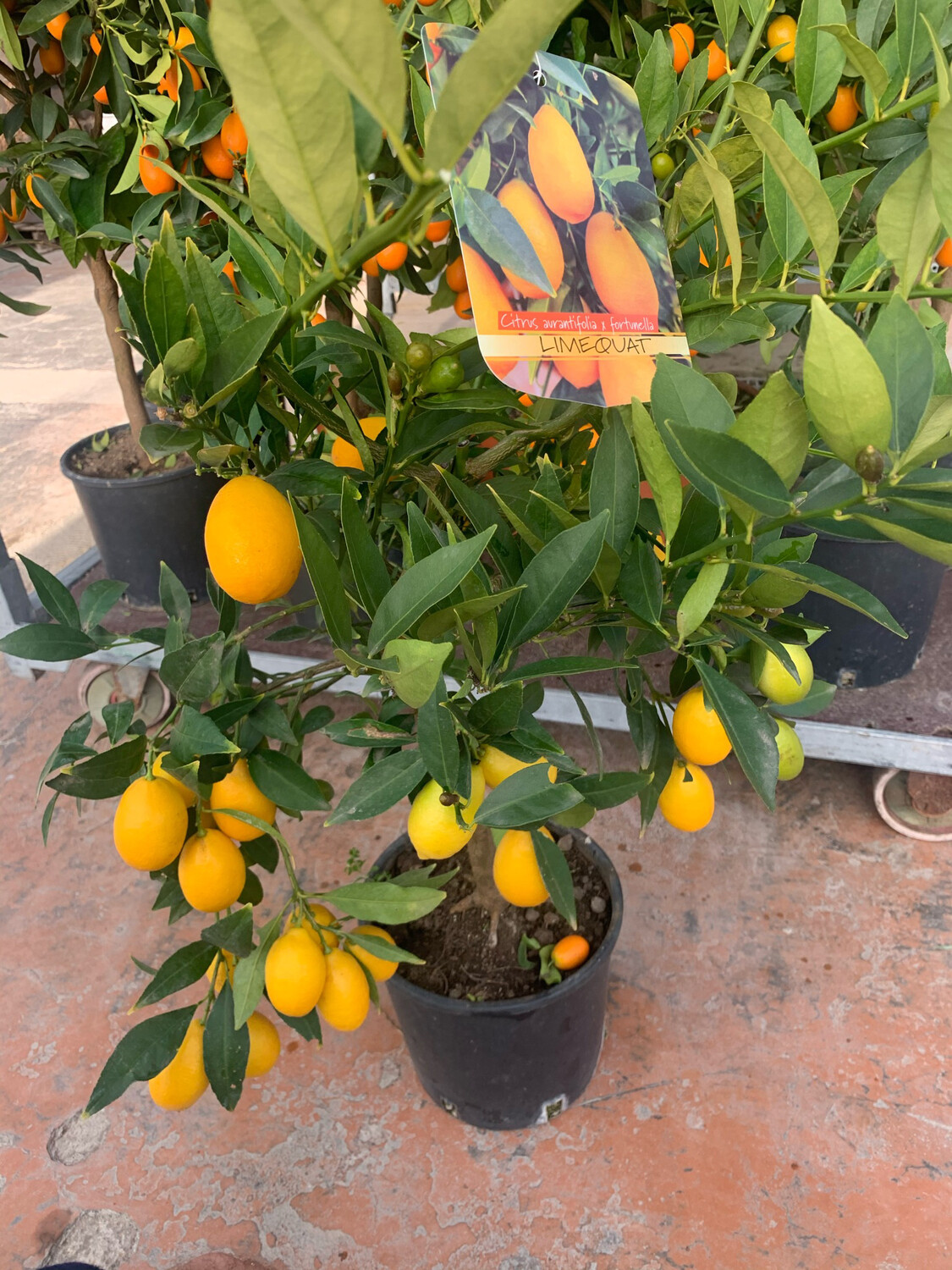 Citrus aurantifolia x Fortunella - Limequat - v21