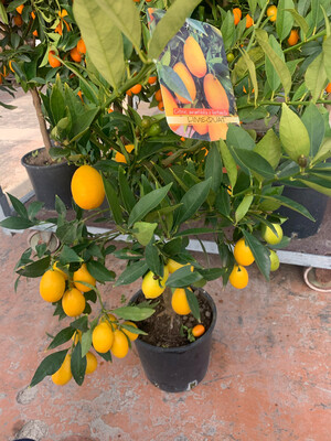 Citrus aurantifolia x fortunella/Limequat v21