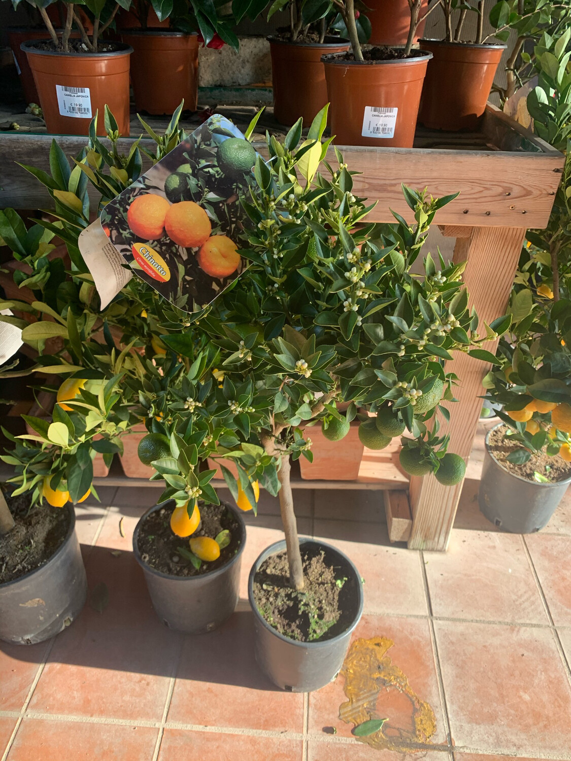 Citrus × myrtifolia/Chinotto v21