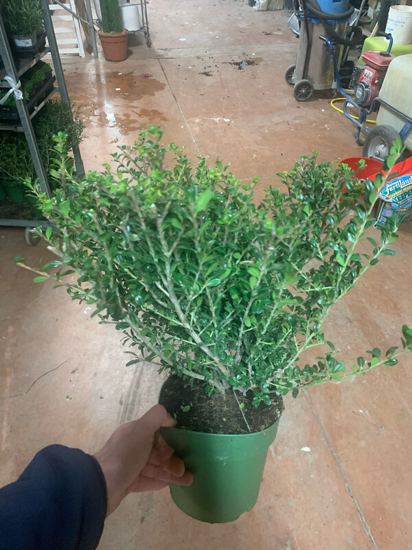 Ilex crenata &#39; Glory Gem &#39; - vaso 18  h 35/40