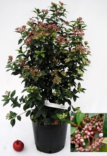 Viburnum tinus -Lentaggine - Viburno - vaso Ø28 cm, h 90 cm