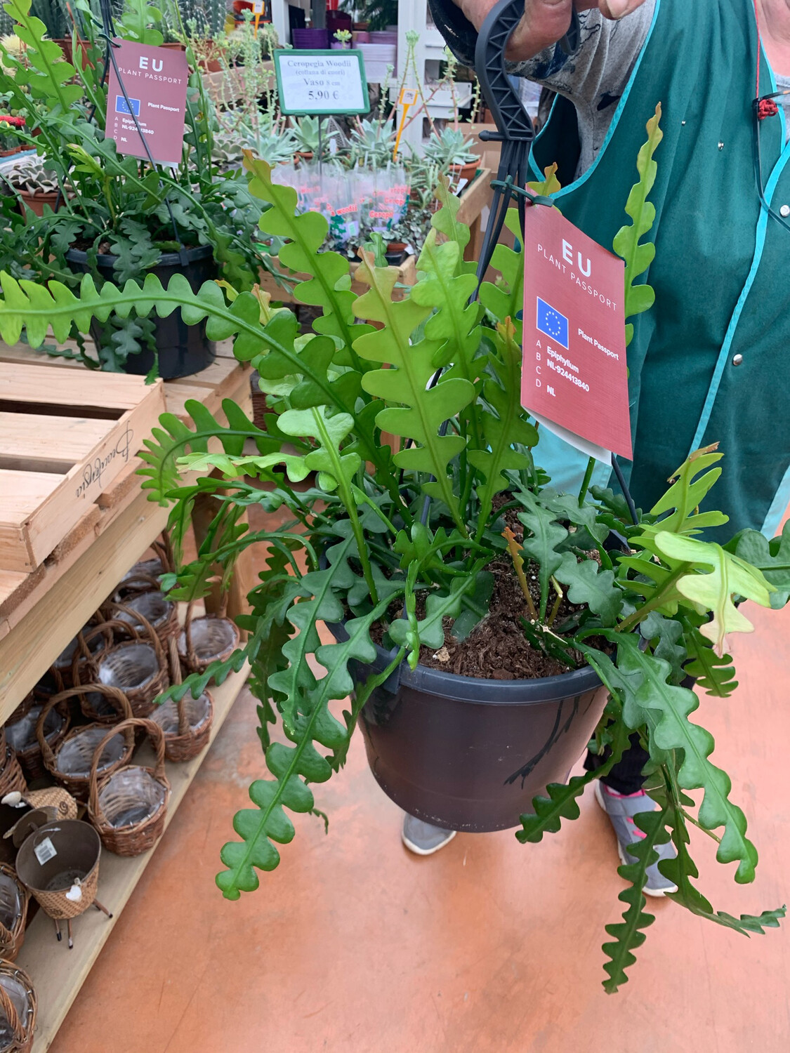 Epiphyllum anguliger - Basket Ø25 cm