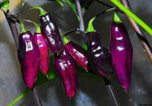 Peperoncino piccante VERY HOT Pimenta Da Neyde - Capsicum chinense - v14 Peperoncino piccante VERY HOT Pimenta Da Neyde - Capsicum chinense - v14