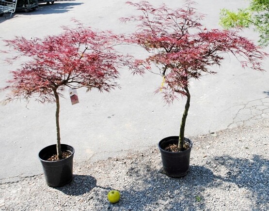 Acer palmatum 'Dissectum', Acero Giapponese Nano Rosso Palmato - vaso Ø 28cm H 100/110cm