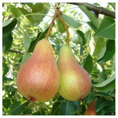 Pero  Bella di Giugno - Pera - Pyrus communis - vaso 26