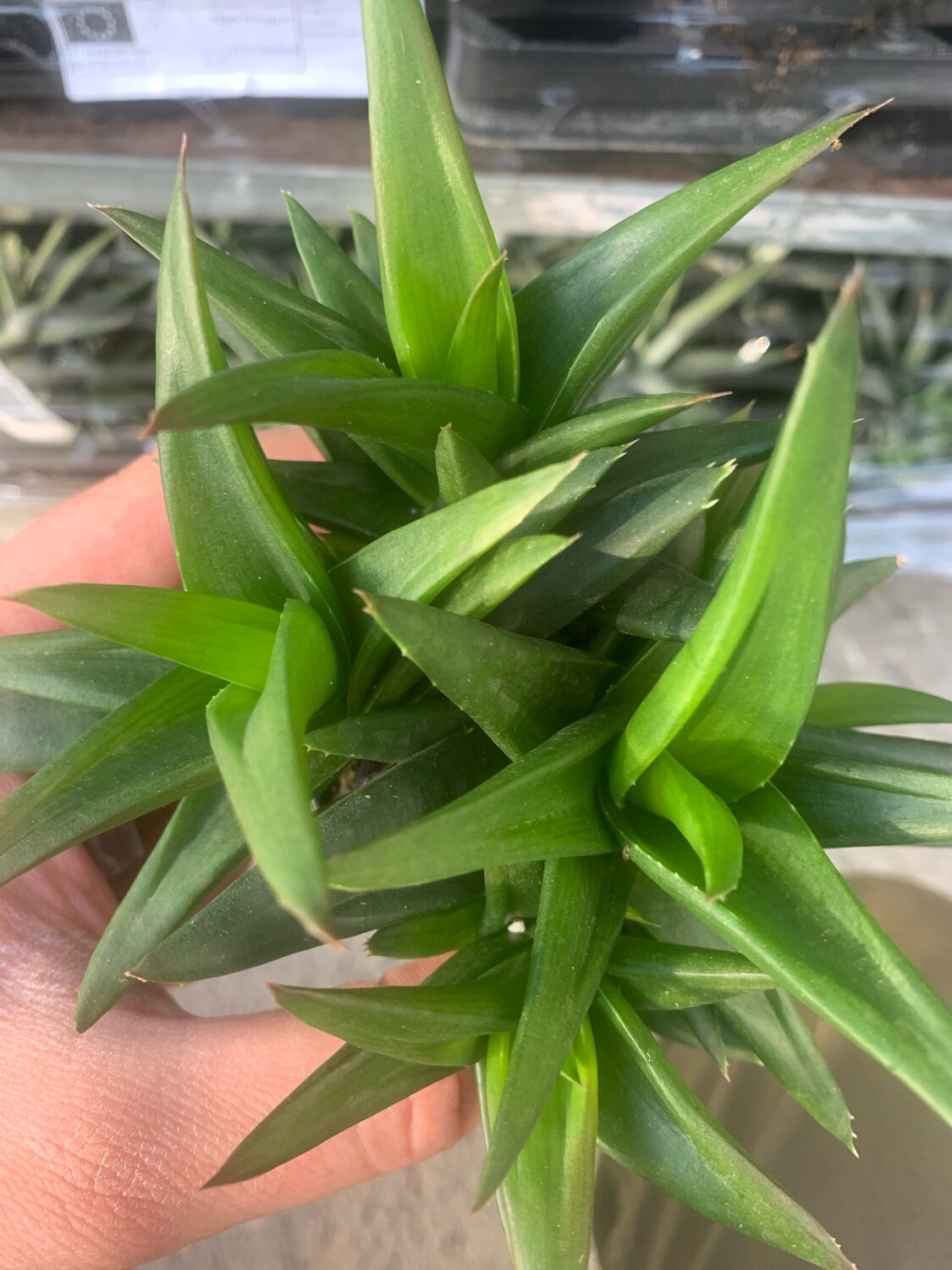 HAWORTHIA PENTAGONA vaso 8 cm