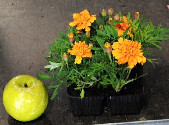 Tagete - Tagetes spp. - pack da 4 piante