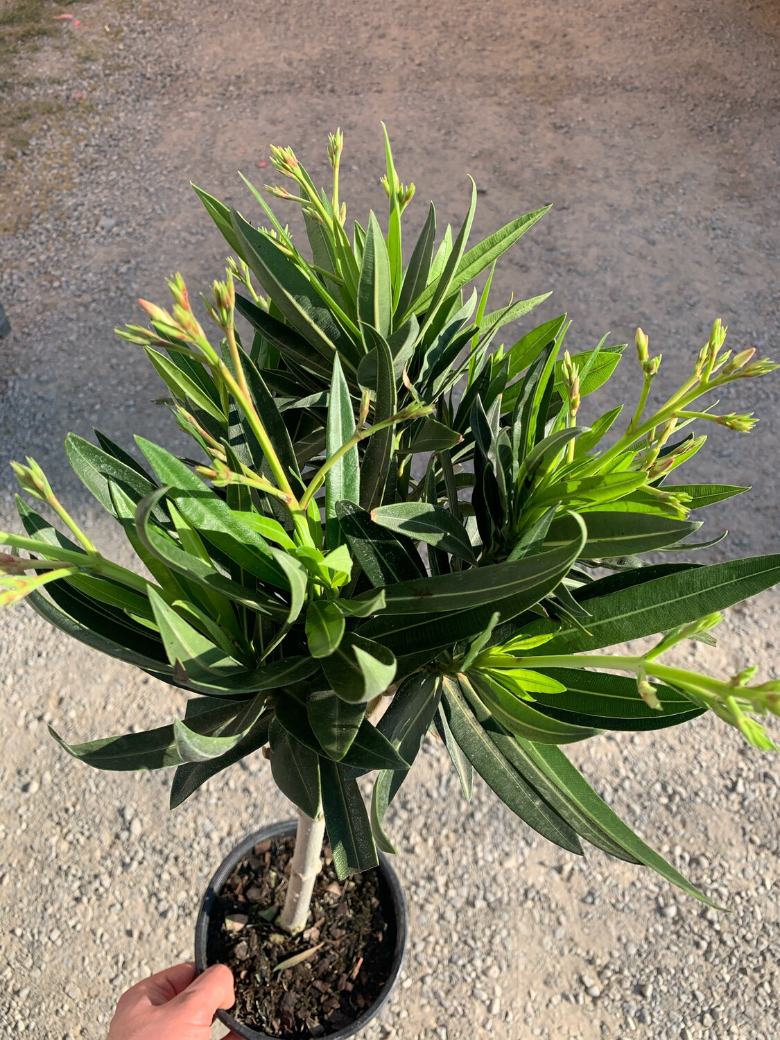 Nerium Oleander - Oleandro - Oleandro ad albero - vaso 18 cm