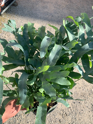 Phlebodium aureum &#39;Blue Star , felce azzurra vaso 17 cm
