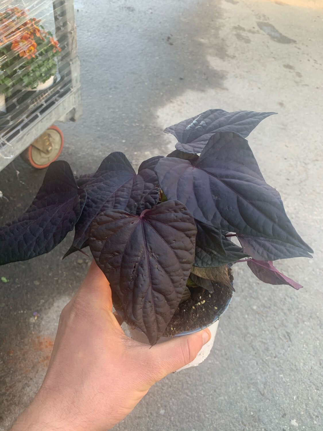 Ipomoea purpurea &quot; Blakie &quot; - Campanella rampicante - vaso Ø10.5 cm