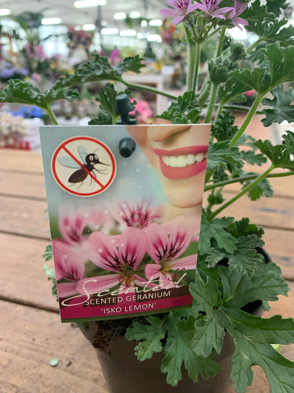 Geranio odoroso, Pelargonium graveolens, profumo ARANCIO - vaso Ø13 cm