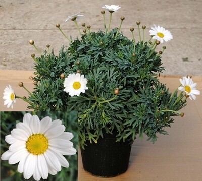 Agryranthemum - Margherita delle Canarie - Margherita Bianca - vaso 14 cm