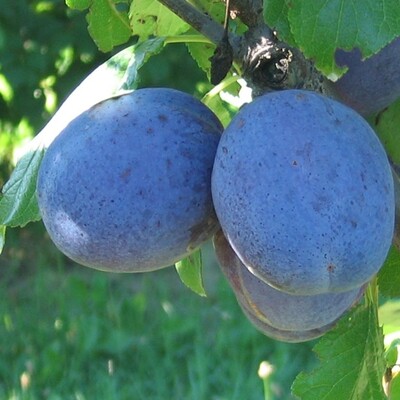 Prunus domestica &#39;Grossa di Felisio&#39; - Susina Grossa di Felisio - Susino Tardivo Nero - vaso Ø24 cm