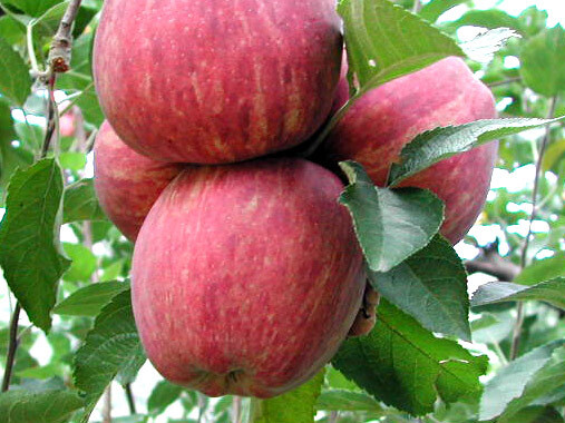 Melo Starking -Malus domestica - Mela -  v25