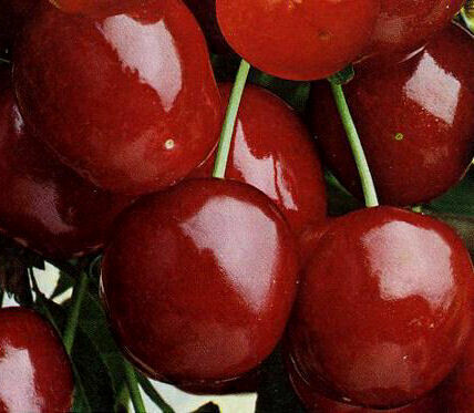 Ciliegio &#39;Durone di Vignola III&#39;, Prunus Avium - vaso Ø24 cm