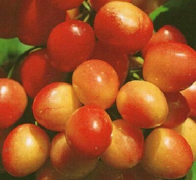 Ciliegio &#39;Bigarreau Napoleon&#39; - Prunus avium &#39;Bigarreau Napoleon&#39; - vaso Ø25 cm