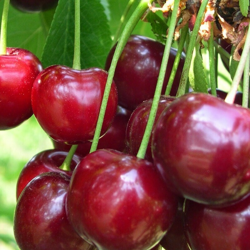 Ciliegio, Prunus avium &#39;Durone di Vignola I&#39; - vaso Ø24 cm
