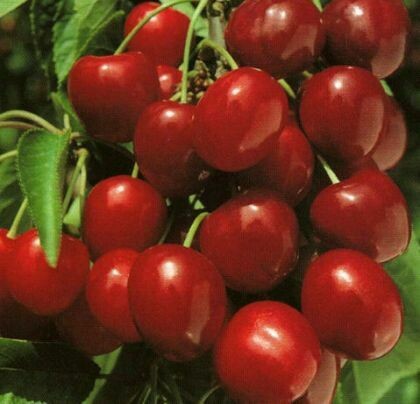 Ciliegio Bigarreau Van, Prunus avium &#39;Bigarreau Van&#39; - vaso Ø25 cm