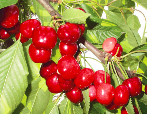 Ciliegio &#39;Bigarreau Burlat&#39;, Prunus avium &#39;Bigarreau Burlat&#39; - vaso Ø25 cm,