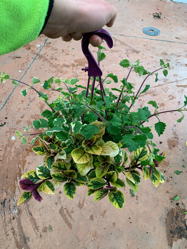 PLECTRANTHUS (INCENsO)  TRICOLOR  ( variegato+ verde+ gialloverde ciliathus )basket 18 cm