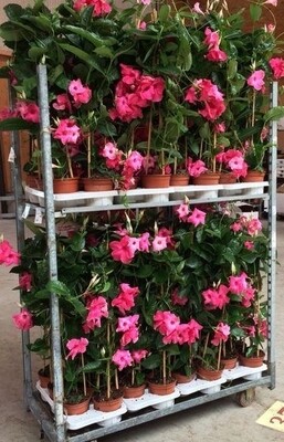 Mandevilla Rosea Alice du Pont h 75 vaso 17 cm 3 canne ( BOCCIOLATA)