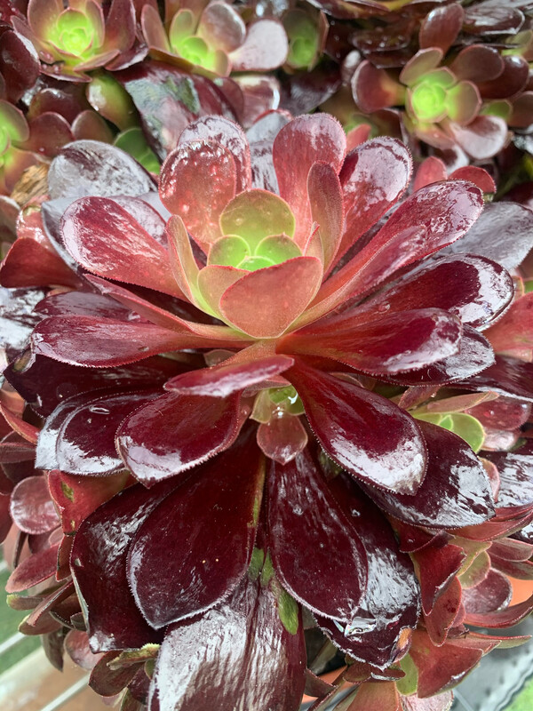 Aeonium arboreum &#39;Nigrum&#39;, Pianta Grassa Nera - vaso Ø5,5 cm