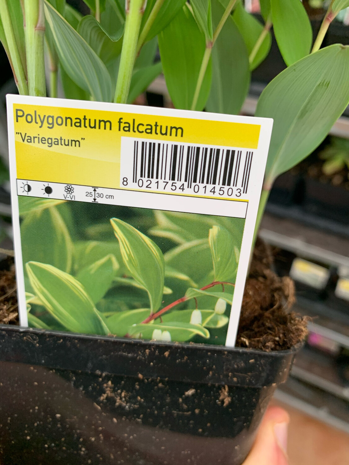 Polygonatum falcatum Variegatum vaso 15 quadro