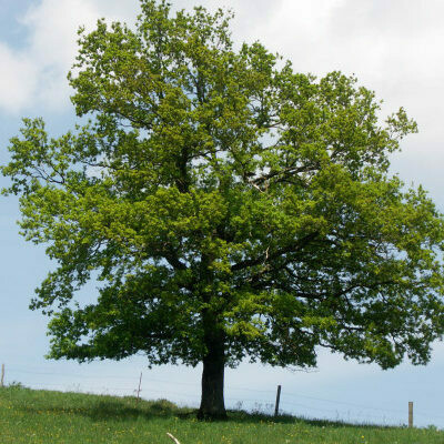 Quercus Robur, Farnia, Quercia - vaso Ø17 cm, h 110-120 cm