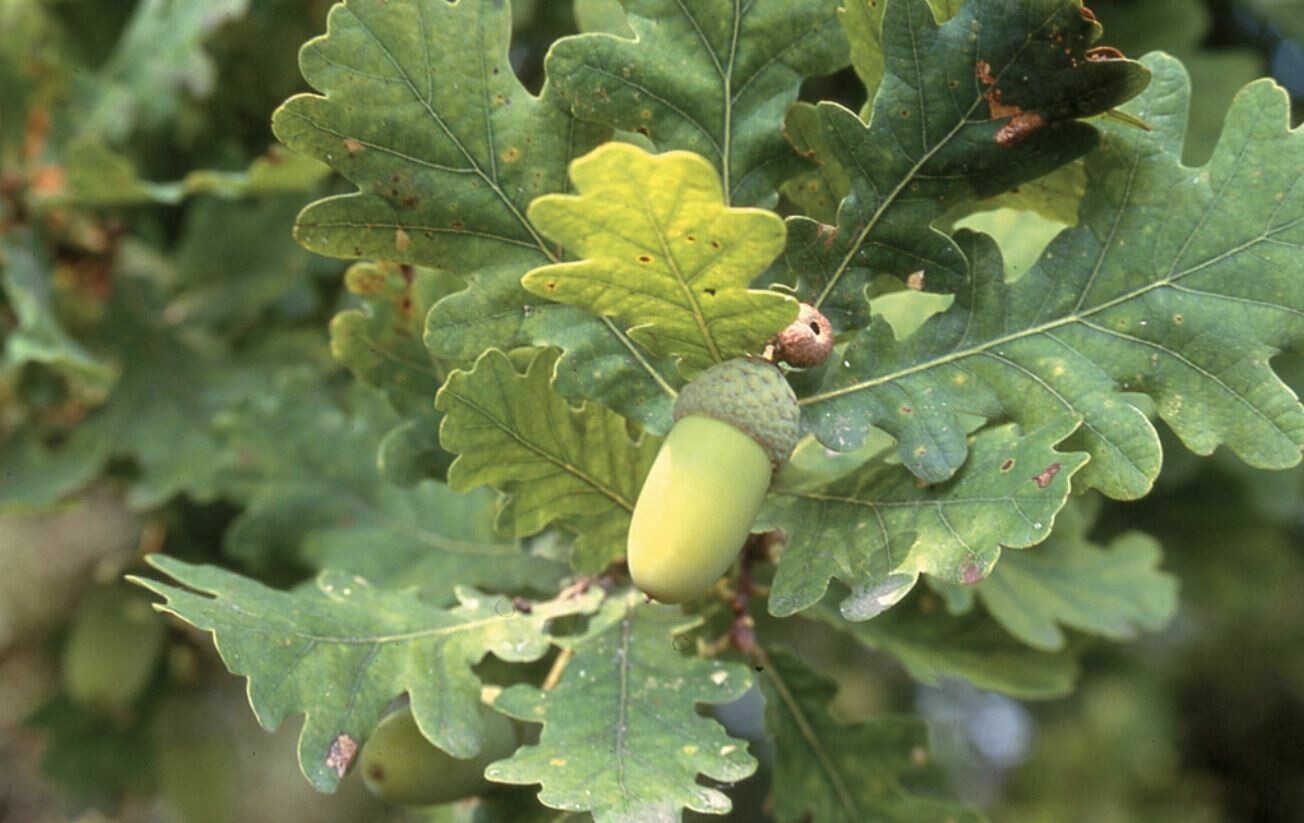 Quercus Robur, Farnia, Quercia - vaso 24 h 160 cm