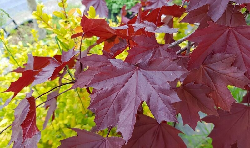 Acer platanoides &#39;Crimson King&#39;, Acero Platonoide - vaso Ø26 cm H 250/260 cm