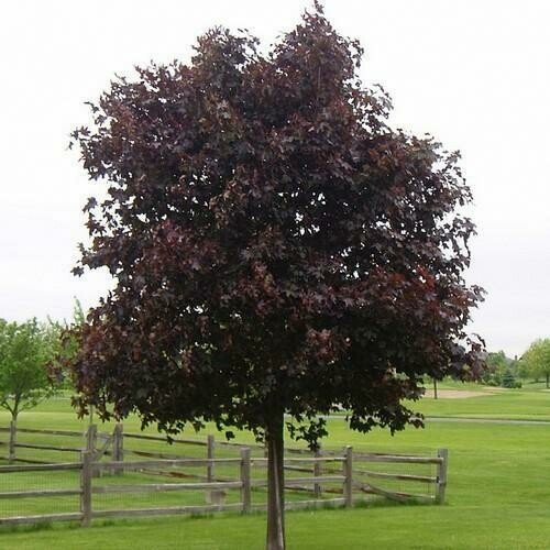 Acer platanoides 'Crimson King', Acero Platonoide - vaso Ø26 cm H 250/260 cm