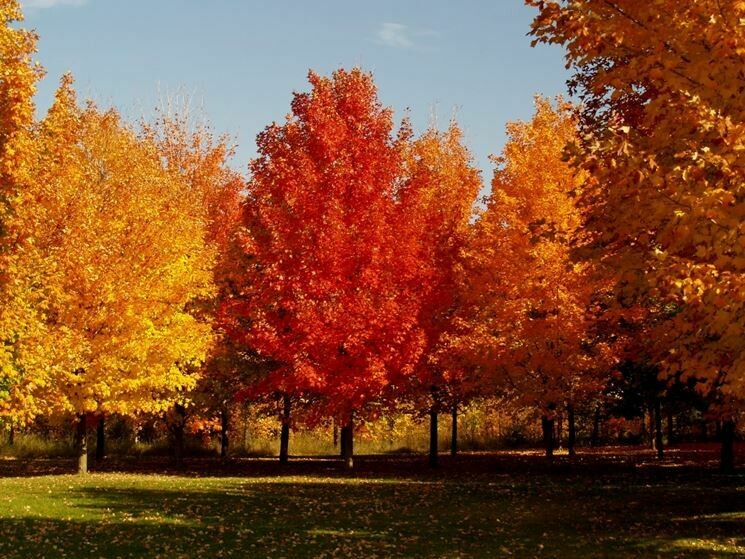Acer Saccharinum, Acero Saccarino, Acero Argenteo - alveolo forestale