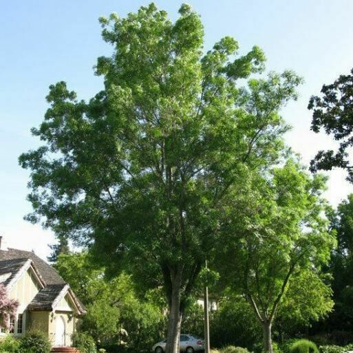 Fraxinus oxycarpa, Frassino Ossifillo, Oxyphilla, Angustifolia, Frassino meridionale - vaso 3 litri, h 150 cm