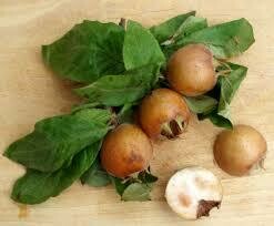 Mespilus germanica, Nespolo comune/Nespolo germanico/Nespolo europeo - vaso Ø 35 cm H 300