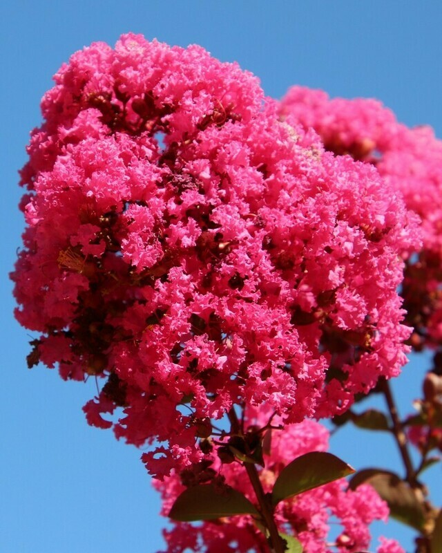 Lagerstroemia indica rosso &#39;Dynamite&#39; Fucsia carico, Mirto crespo - vaso Ø18 cm, h 60-80 cm