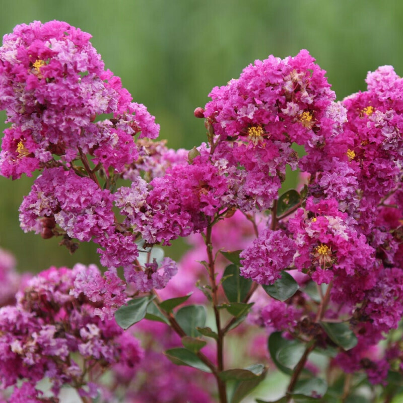 Lagerstroemia indica &#39;Rosea Grassi&#39;, Mirto crespo, ROSA - vaso Ø18 cm, H 120 cm