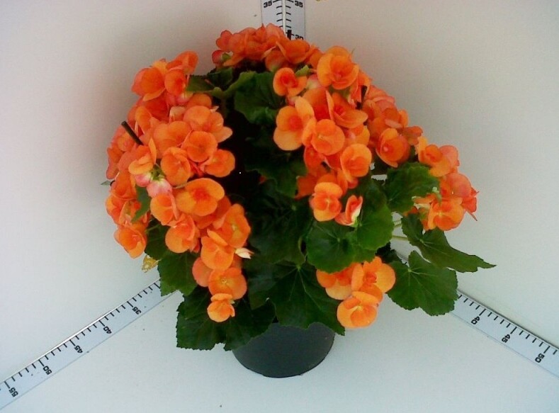 Begonia Elatior - Begonia da fiore - vaso Ø20 cm tg grande