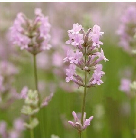 Lavanda rosa , Lavandula angustifolia &#39; Rosea &#39; - vaso Ø19 cm