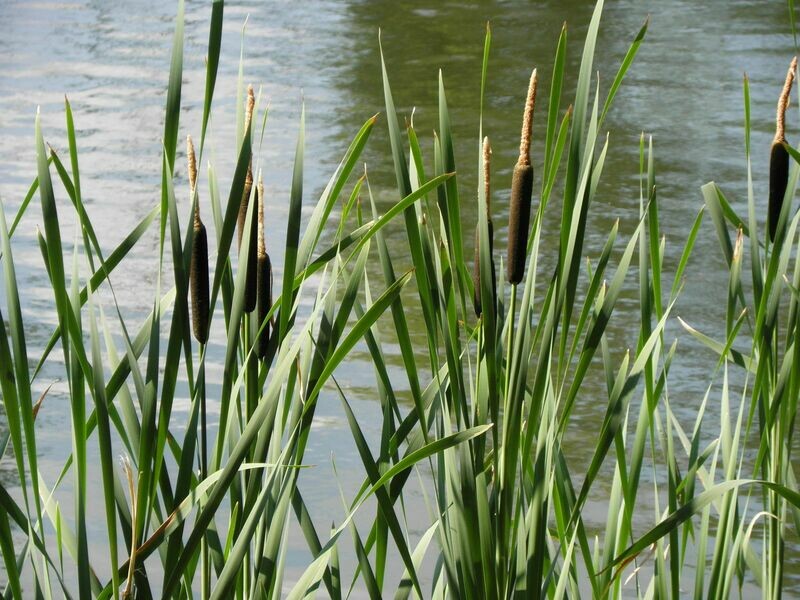 Typha Latifolia vaso Ø9 cm