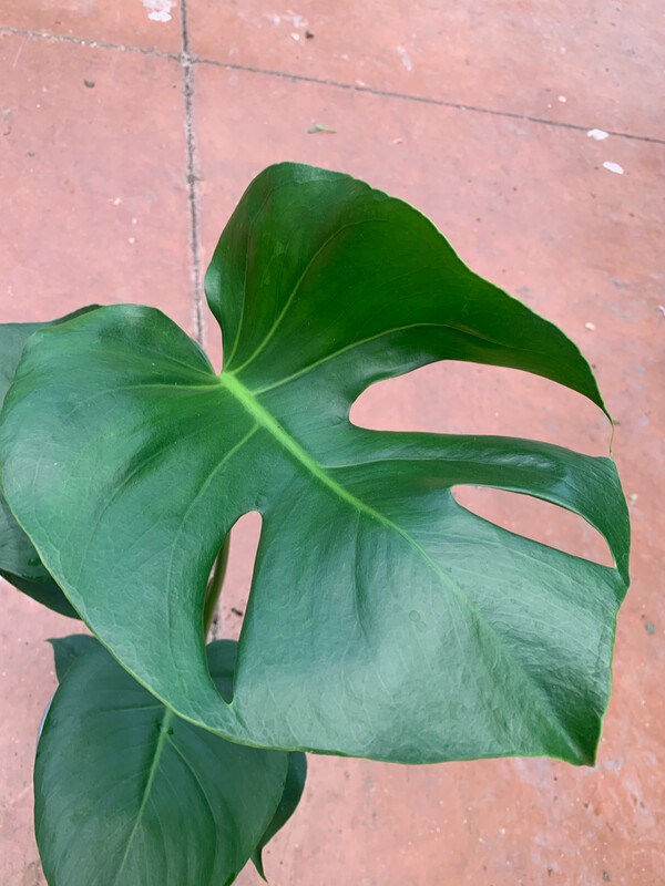 Monstera deliciosa - Philodendron Pertusum - vaso Ø 12 cm, h 25 cm fuori vaso