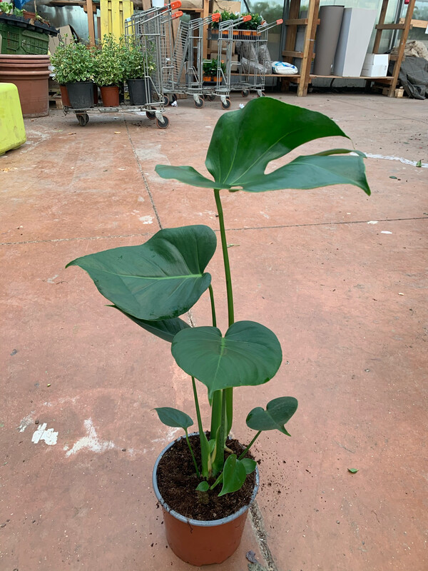Monstera deliciosa - Philodendron Pertusum - vaso Ø 14 cm, h 40 cm fuori vaso