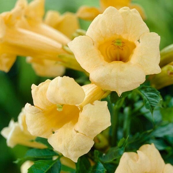 Bignonia, Campsis Yellow Trumpet, Tecoma Stans - vaso 15 cm quadrato