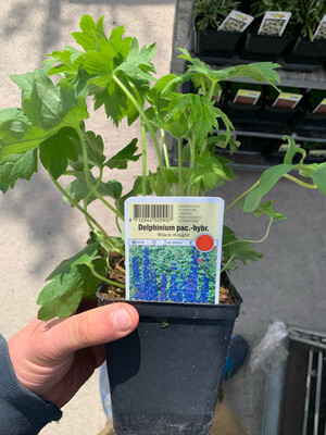 Delphinium - vaso Ø10 cm quadro