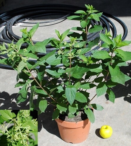 Hydrangea paniculata, Ortensia paniculata - vaso Ø24 cm