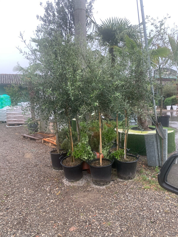 Ulivo Leccino, Olivo, Olea Europaea var. Leccino - vaso Ø40 cm